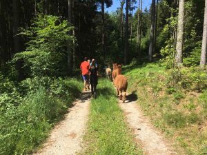 Alpaka Wanderung