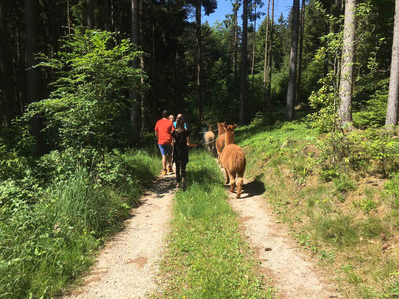 Alpaka Wanderung - kinderinfo-blog